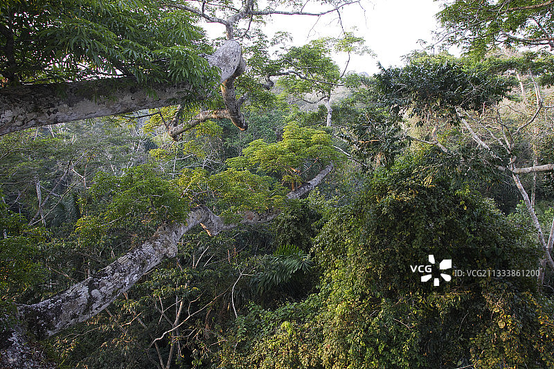 亚马逊雨林绿色景观图片素材