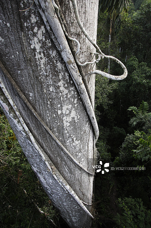 秘鲁亚马逊森林中的藤本植物图片素材