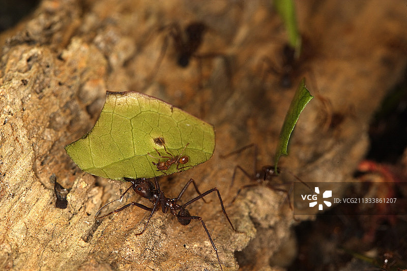 桑多瓦尔湖边缘的切叶蚁图片素材