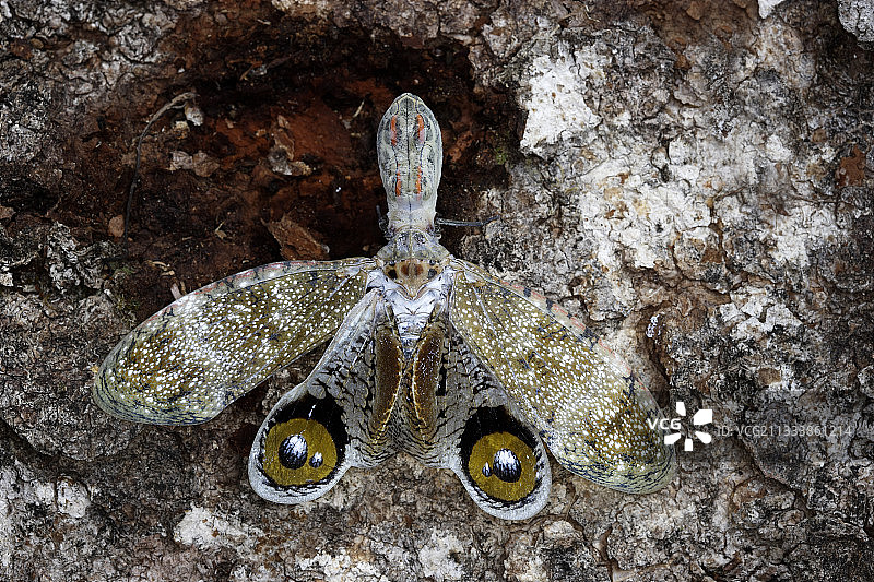 与秘鲁玻利维亚木材混淆的鳄鱼图片素材