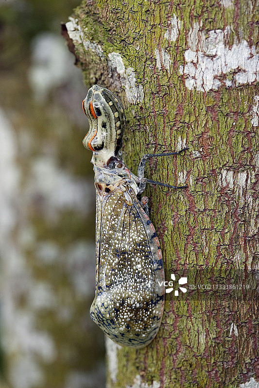 秘鲁玻利维亚树皮上的鳄鱼图片素材