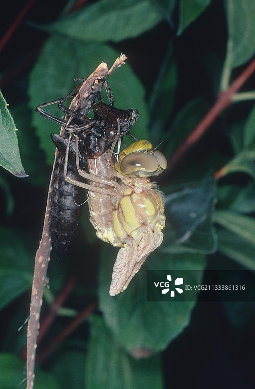 帝王大麻蚍的变态图片素材