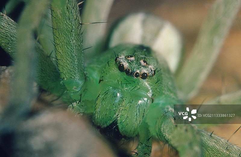 长着无数眼睛的绿色猎人蜘蛛头部图片素材