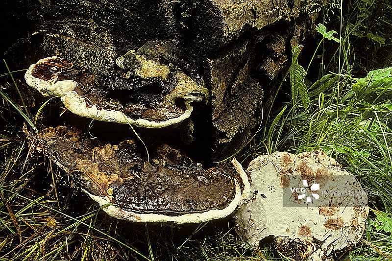 艺术家笔下的腐生树干图片素材