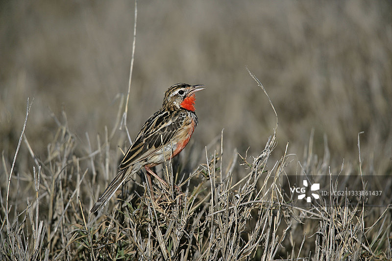 坦桑尼亚地面上的红胸距翅雀图片素材