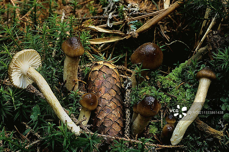 苔藓丛中的蜡伞菇图片素材