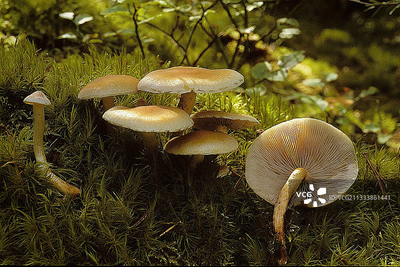 苔藓灌木丛中的一组针叶树丛图片素材