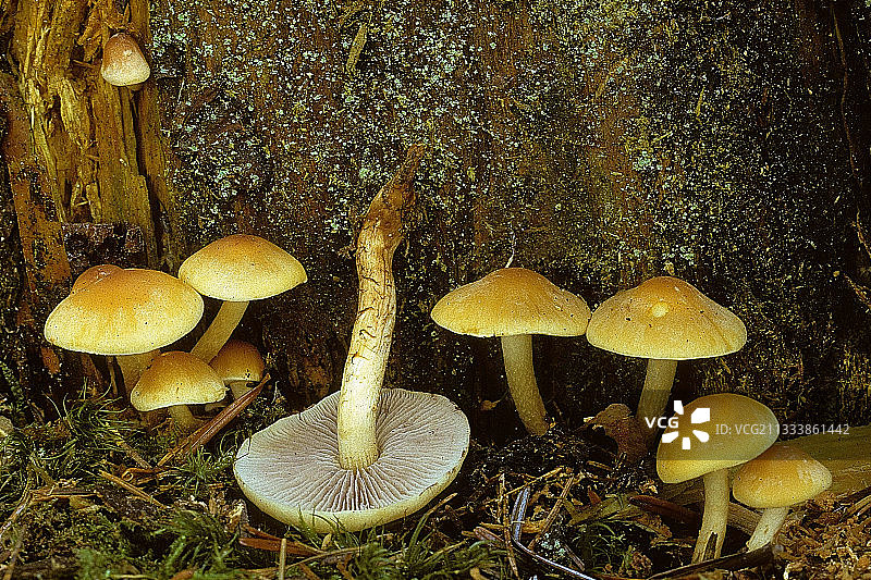 树桩上的一簇针叶树图片素材