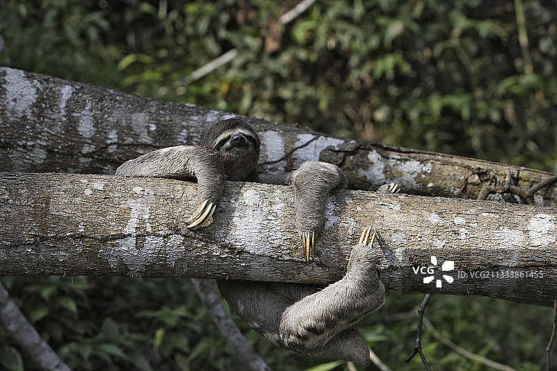 攀附在树枝上的白喉三趾树懒，秘鲁图片素材
