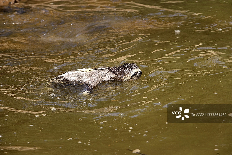在水中游泳的淡喉三趾树懒图片素材