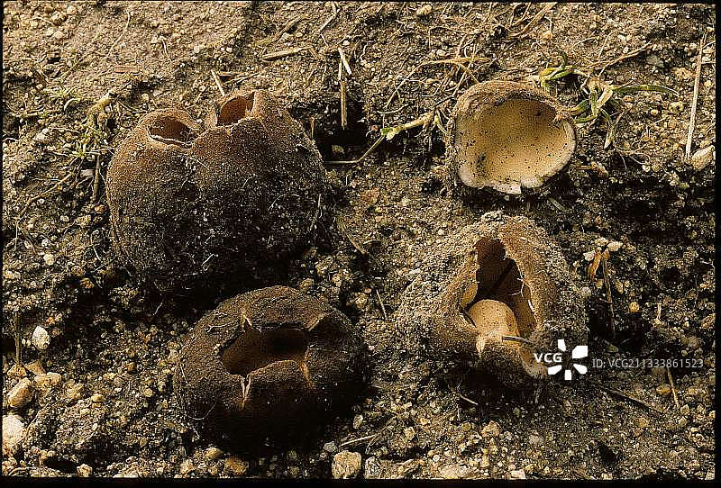 位置：昂德雷齐约-布泰翁图片素材