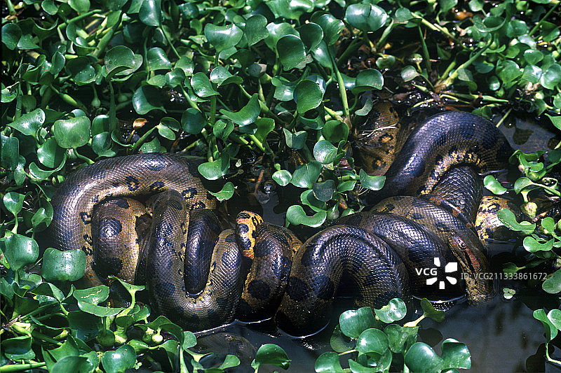委内瑞拉沼泽中的绿色水蟒交配图片素材