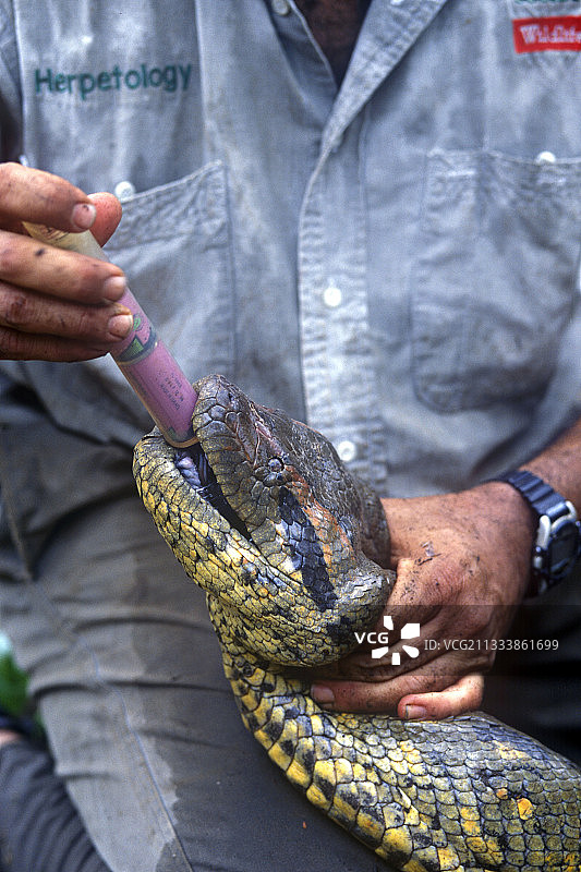 赫苏斯·里瓦斯在埃尔弗里奥生物站研究热带蛇类图片素材