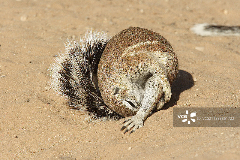 卡拉哈迪非洲的南非地松鼠图片素材