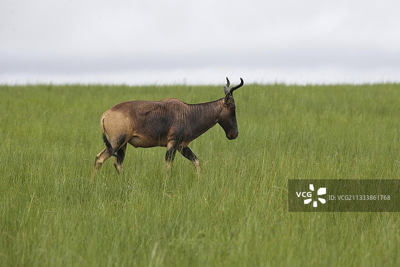 埃塞俄比亚稀树草原上的斯韦恩狷羚图片素材