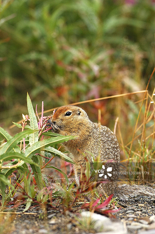 阿拉斯加德纳里国家公园的北极地松鼠图片素材