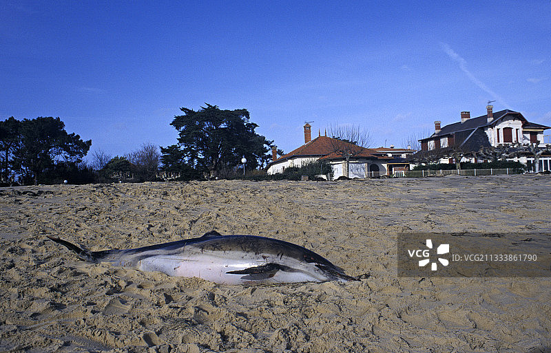 搁浅在法国费雷角海滩上的海豚图片素材