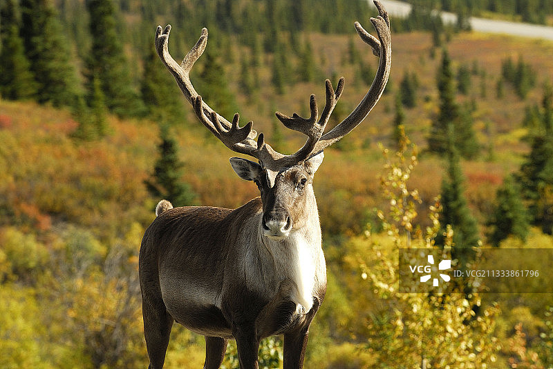 植物的赭色图片素材