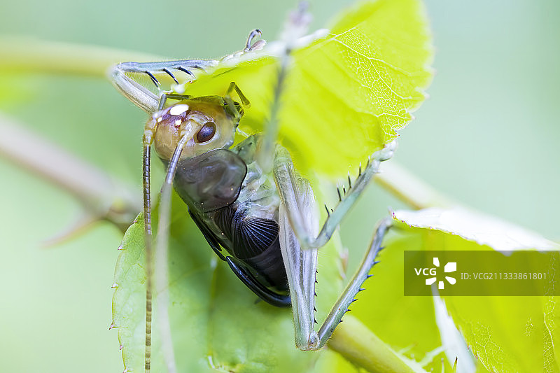 蝈蝈筑巢图片素材