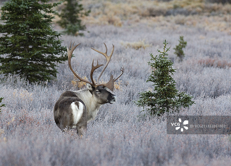 秋季阿拉斯加德纳里国家公园冰冻苔原上的雄性北美驯鹿图片素材