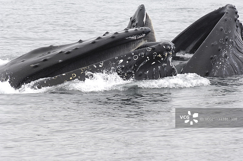 座头鲸在阿拉斯加科迪亚克岛觅食图片素材