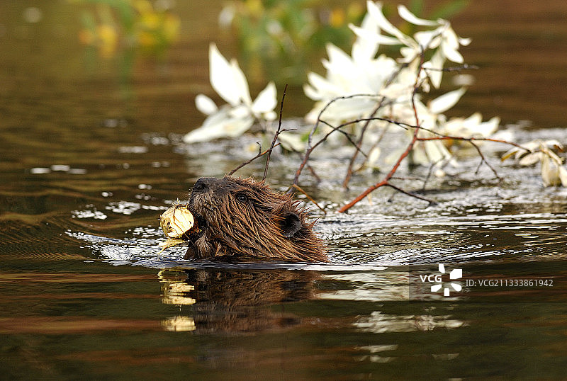 木屋建筑图片素材