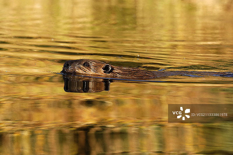 阿拉斯加德纳里国家公园游泳的海狸图片素材