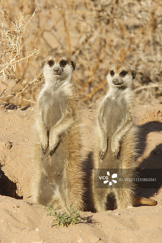 日出时在洞穴入口处取暖的狐獴图片素材