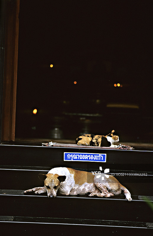 狗狗和小猫躺在泰国寺庙的台阶上图片素材