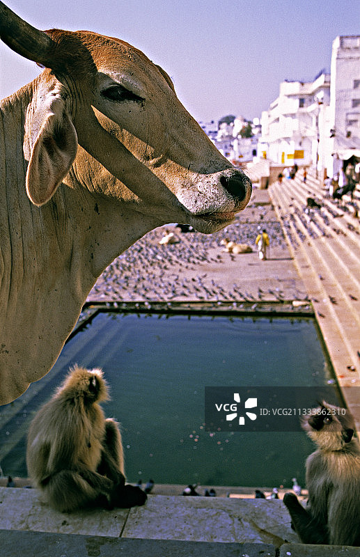 印度普什卡：叶猴与圣牛俯瞰水池图片素材