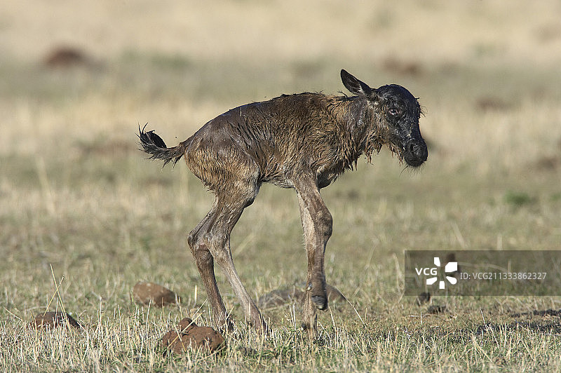 新生东部白胡须角马，肯尼亚马赛马拉图片素材