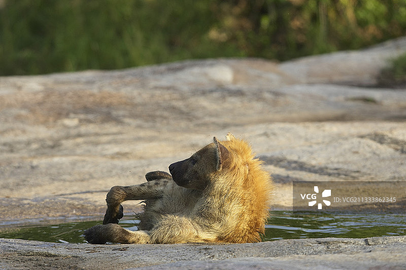 克鲁格公园水坑边斑点鬣狗图片素材
