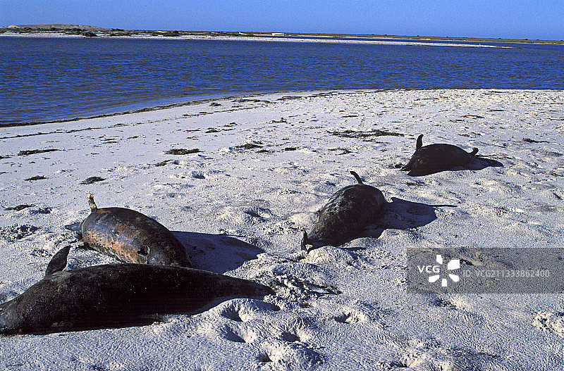 毛里塔尼亚海滩搁浅海豚图片素材