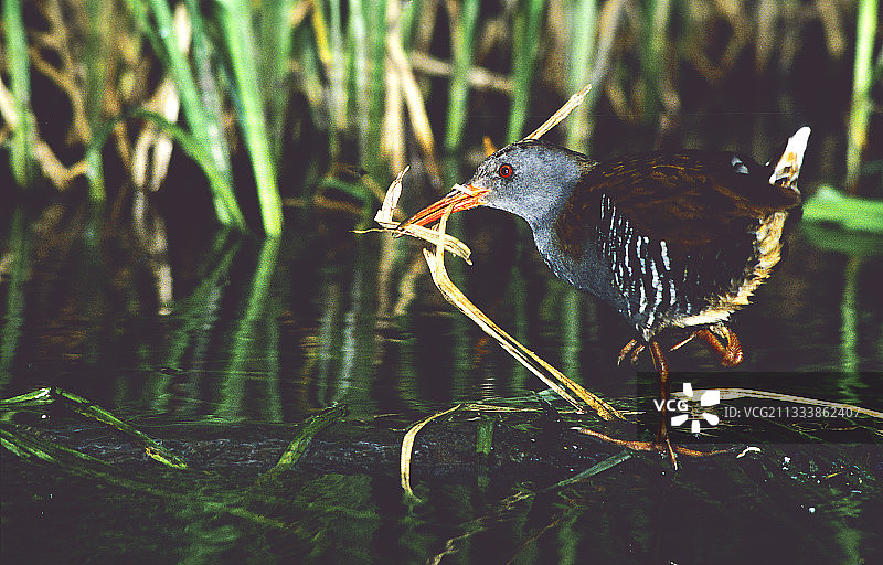 在法国阿尔萨斯沼泽中行走的秧鸡图片素材