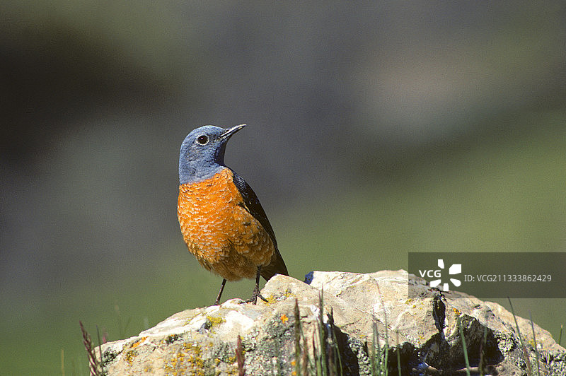 红尾岩鹨落在法国阿尔卑斯山的岩石上图片素材