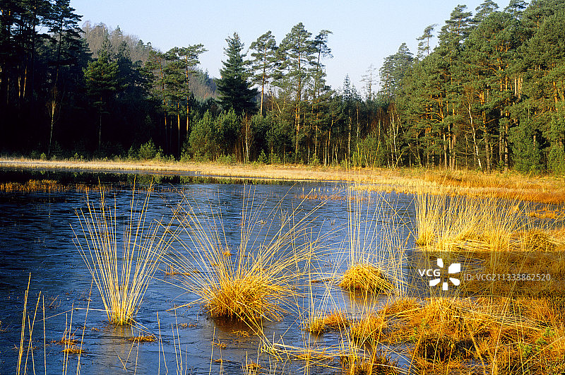 瓦尔代克法国池塘岸边的沼泽图片素材