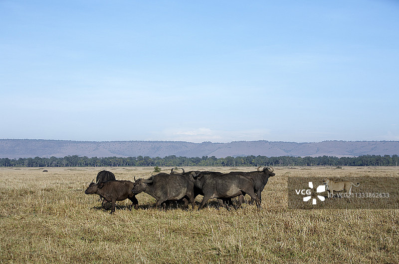母狮靠近的马赛马拉非洲水牛群图片素材