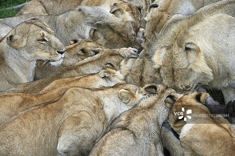 狮群分享猎物，肯尼亚马赛马拉图片素材