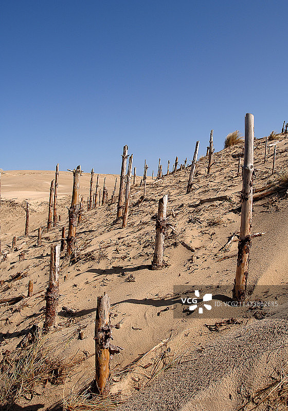 法国贝尔克被推进的沙丘摧毁的冷杉森林图片素材