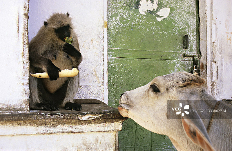 哈努曼叶猴与神牛在普什卡共食图片素材
