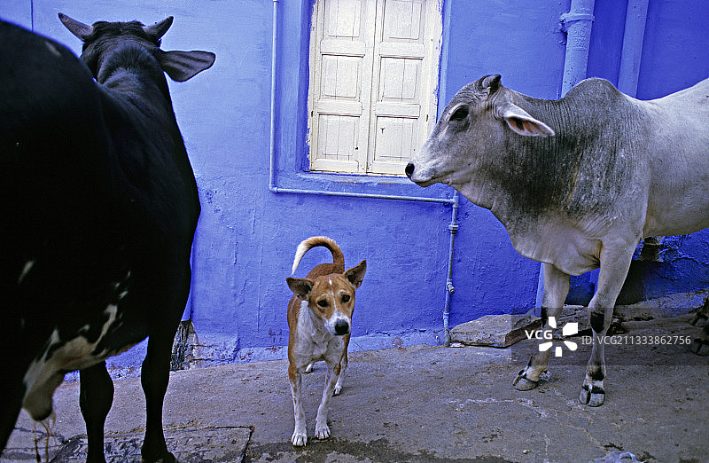 印度焦特布尔的神牛与狗图片素材