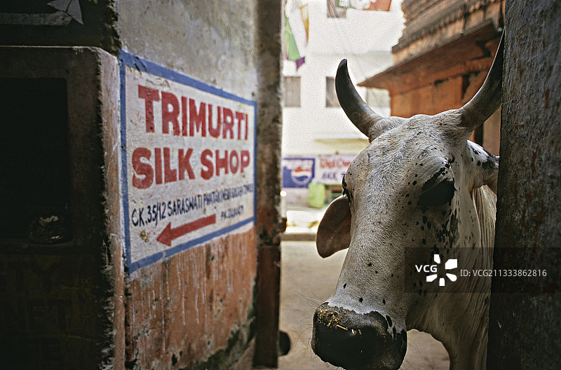 印度瓦拉纳西街头的神圣的牛图片素材