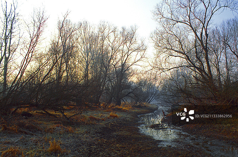 莱茵河三角洲索尔河畔的蝌蚪柳树图片素材