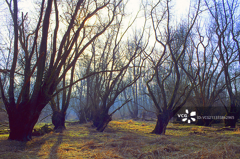 莱茵河三角洲索尔河畔的蝌蚪柳树图片素材