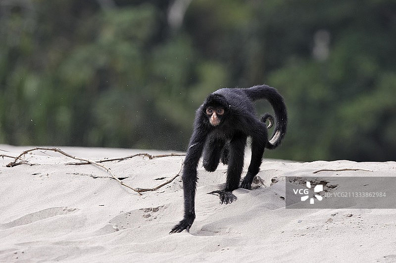 马德雷德迪奥斯河，秘鲁的黑蜘蛛猴图片素材