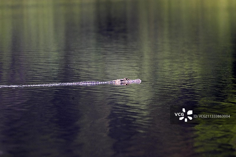 马德雷德迪奥斯河故道图片素材