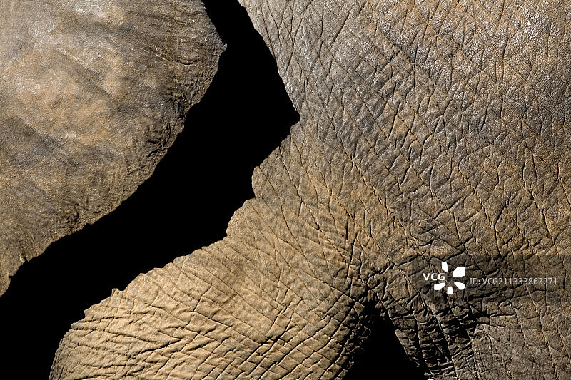 克鲁格国家公园非洲象的皮肤细节图片素材