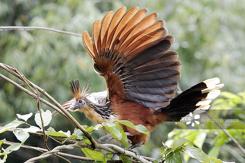 马德雷德迪奥斯河故道图片素材