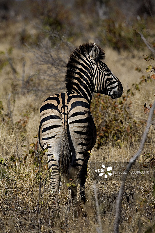 南非的布氏斑马图片素材