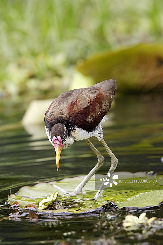 马德雷德迪奥斯河故道图片素材